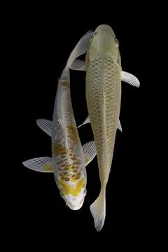 Koi fish black background Stock Photos