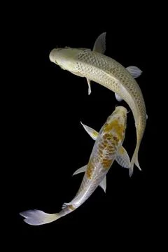 Koi fish black background Foto stock