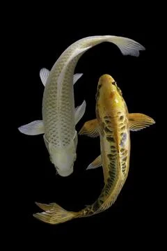 Koi fish black background Stock Photos