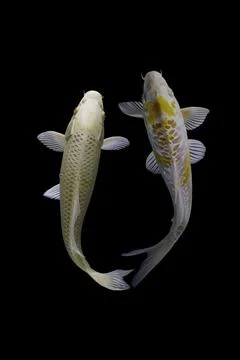Koi fish black background Stock Photos