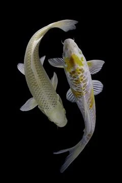 Koi fish black background Stock Photos