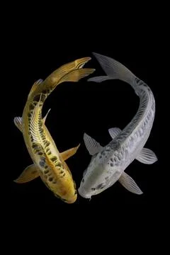 Koi fish black background Stock Photos