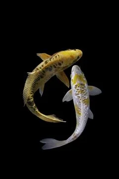 Koi fish black background Stock Photos