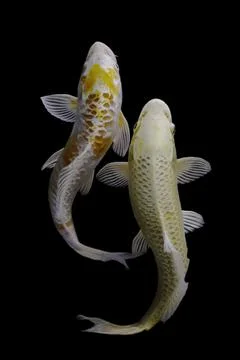 Koi fish black background Stock Photos