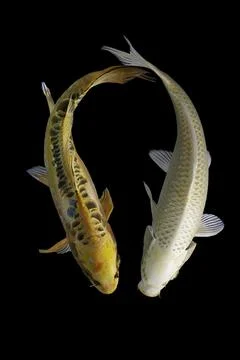 Koi fish black background Stock Photos