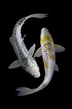 Koi fish black background Stock Photos