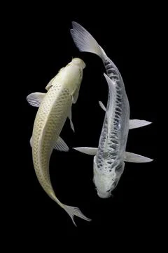 Koi fish black background Stock Photos