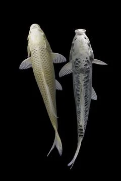 Koi fish black background Stock Photos