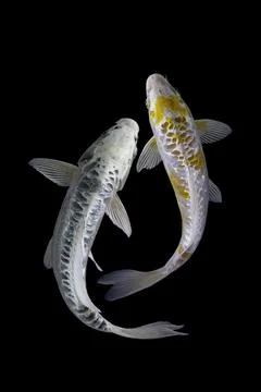 Koi fish black background Stock Photos