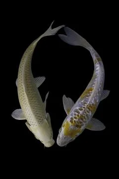 Koi fish black background Stock Photos