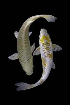 Koi fish black background Stock Photos