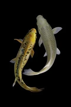 Koi fish black background Stock Photos