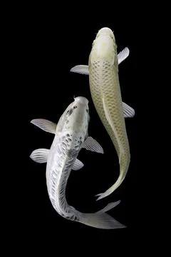 Koi fish black background Stock Photos