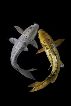 Koi fish black background Stock Photos