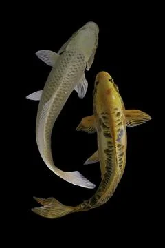 Koi fish black background Stock Photos