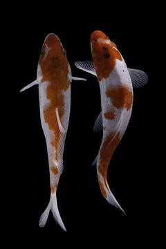 Koi fish black background Stock Photos