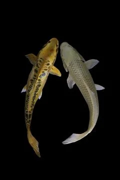 Koi fish black background Stock Photos