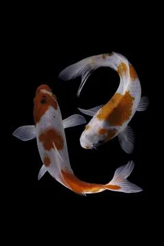 Koi fish black background Stock Photos