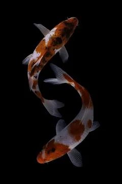 Koi fish black background Stock Photos
