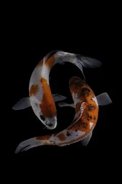 Koi fish black background Stock Photos