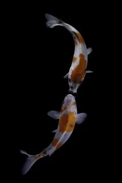 Koi fish black background Stock Photos