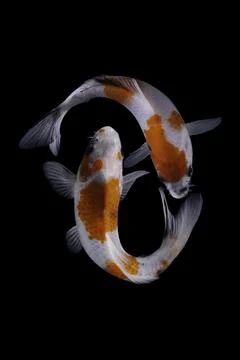 Koi fish black background Stock Photos
