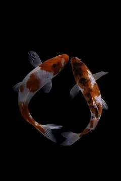 Koi fish black background Stock Photos