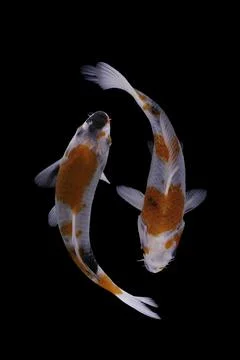 Koi fish black background Stock Photos