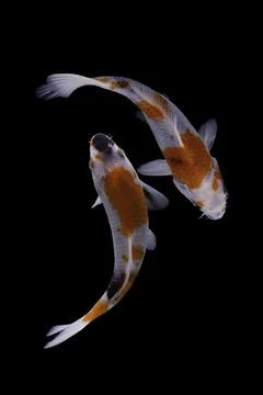 Koi fish black background Stock Photos