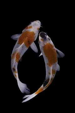 Koi fish black background Stock Photos