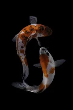 Koi fish black background Stock Photos
