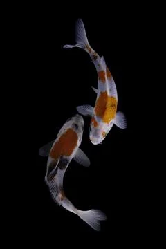 Koi fish black background Stock Photos