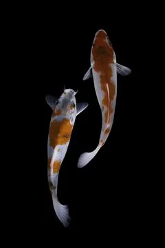 Koi fish black background Stock Photos