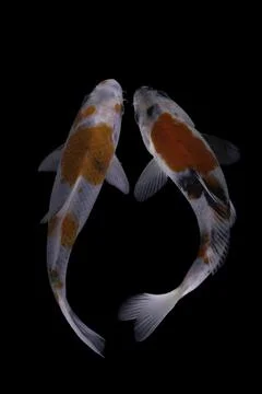 Koi fish black background Stock Photos