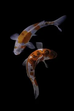 Koi fish black background Stock Photos