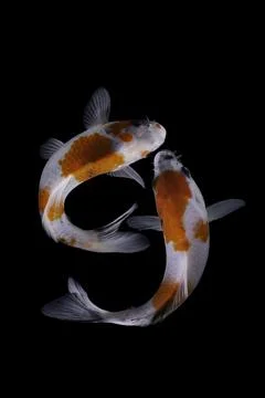 Koi fish black background Stock Photos
