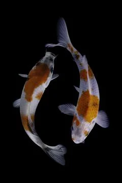 Koi fish black background Stock Photos