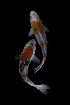 Koi fish black background Foto stock