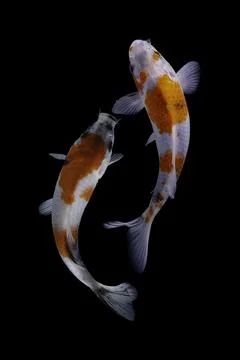 Koi fish black background Stock Photos