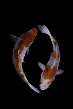 Koi fish black background Stock Photos