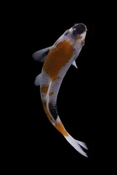 Koi fish black background Stock Photos