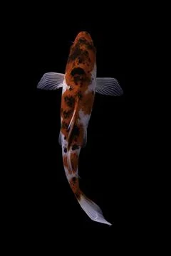 Koi fish black background Stock Photos