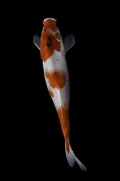 Koi fish black background Stock Photos