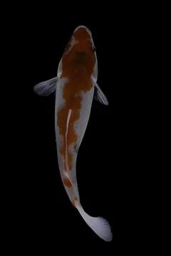 Koi fish black background Stock Photos