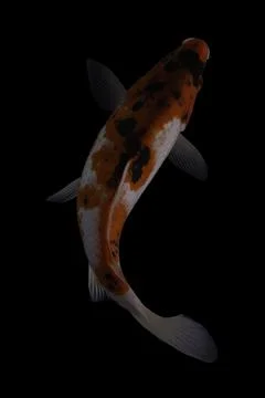 Koi fish black background Stock Photos