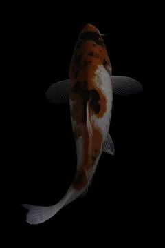 Koi fish black background Stock Photos