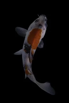 Koi fish black background Stock Photos