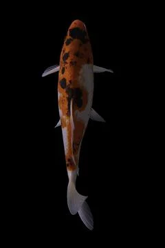 Koi fish black background Stock Photos