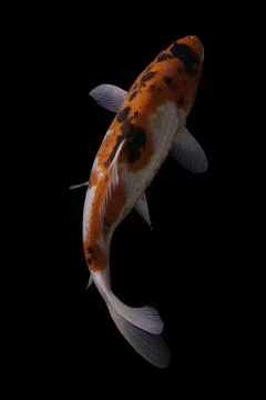 Koi fish black background Stock Photos