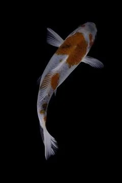 Koi fish black background Stock-Fotos